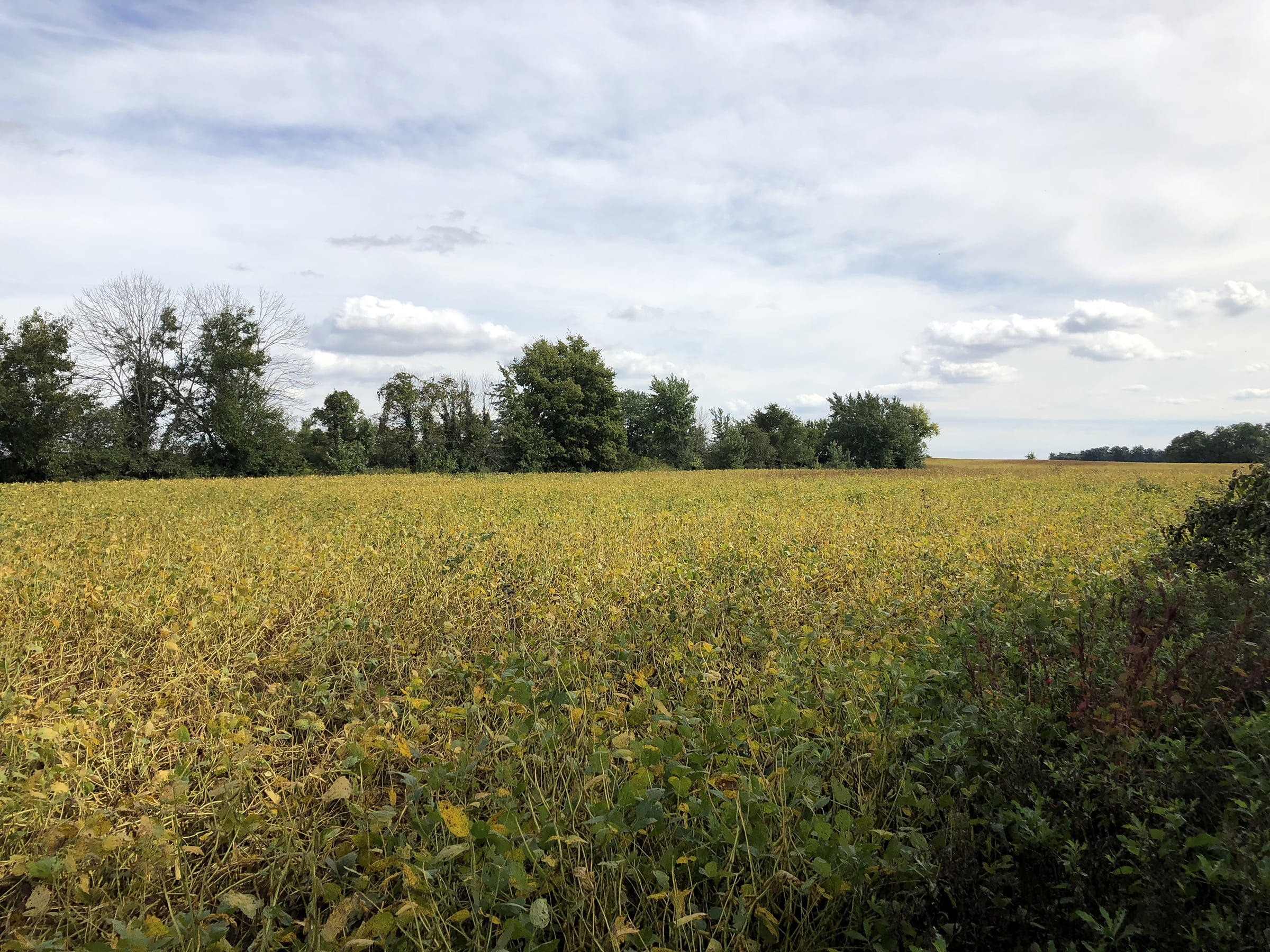 REAL ESTATE AUCTION OHIO LAND AUCTION 49+/ ACRES IN 1 TRACT IN